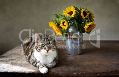 Katze und Sonnenblumen