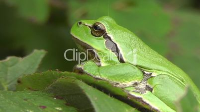 Laubfrosch - tree frog