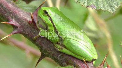 Laubfrosch - tree frog