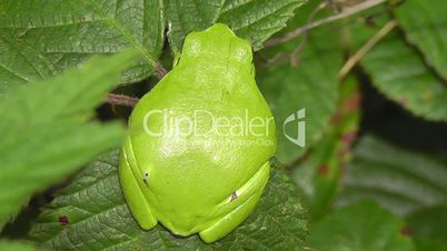 Laubfrosch - tree frog