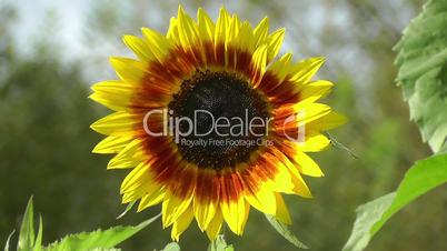 Sonnenblume - Sunflower