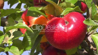 Apfel - Apple