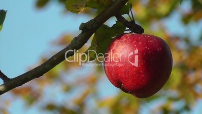 Apfel - Apple