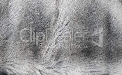 Fur texture