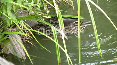 Ducks swimming in a beatiful lake