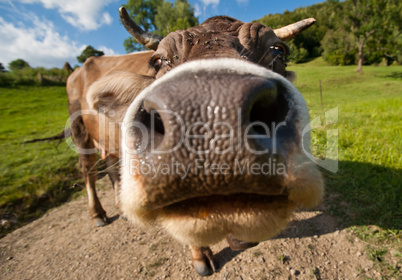 Curious funny cow on the meadow
