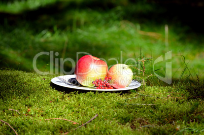 Picknick im Wald Äpfel