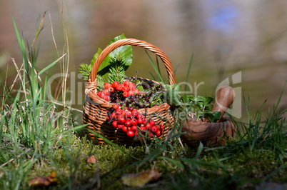 Kräuter im Wald