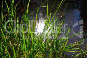 Wasser Spiegelung Gras