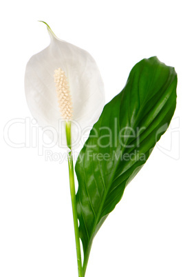 Beautiful white anturio flower