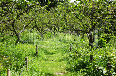 Plum orchard