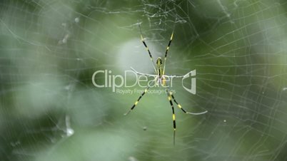 Nephila clavata