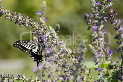 Asian Swallowtail, Papilio xuthus