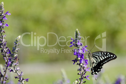 Asian Swallowtail, Papilio xuthus