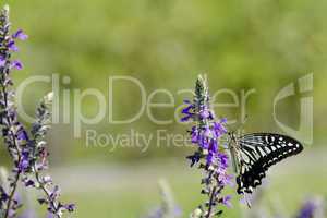 Asian Swallowtail, Papilio xuthus
