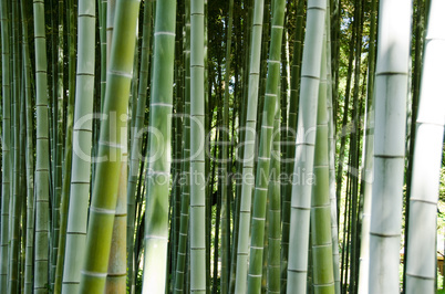 Green bamboo forest background