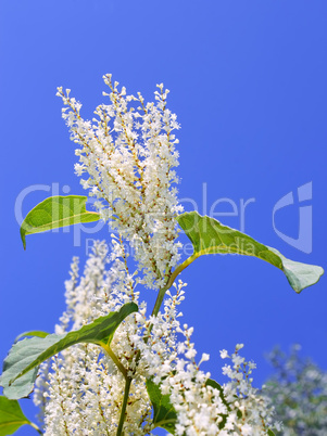 Plant with white flowers