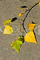 Aspen twig on asphalt