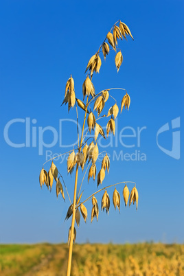 Ripened spike of oats