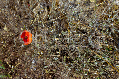 Wild poppies growing in a spring field