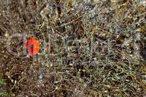 Wild poppies growing in a spring field