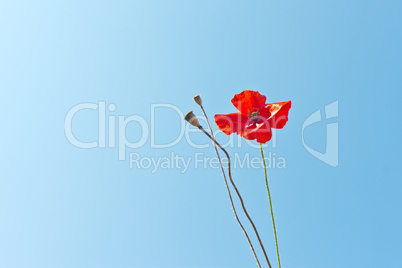 wild poppies against blue sky