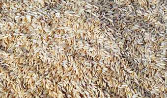 Wheat grains