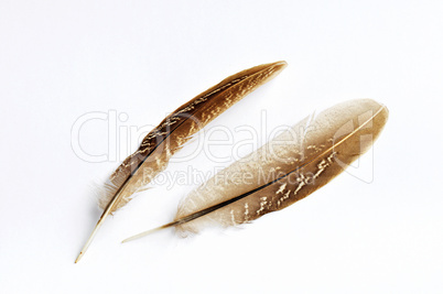 Feather