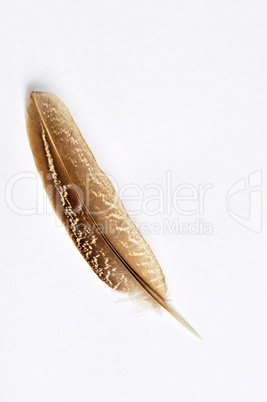 Feather