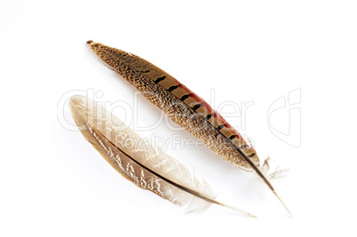 Feather