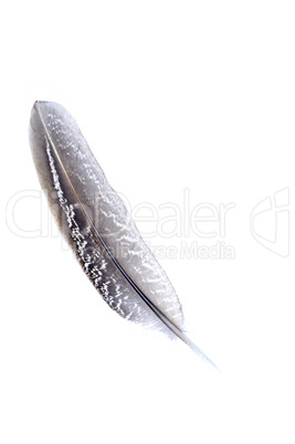 Feather