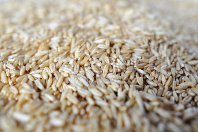 Wheat grains