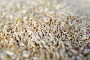 Wheat grains