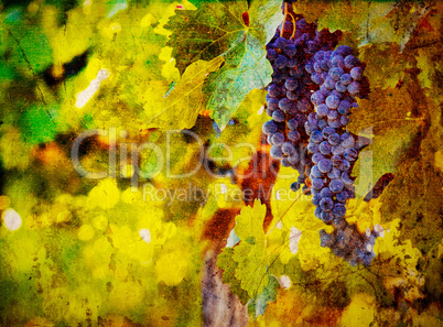 vintage image of grape