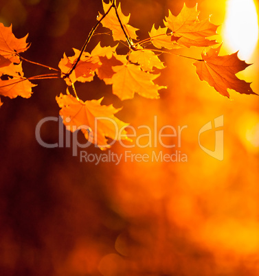 autumn leaves, very shallow focus