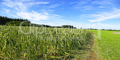 Maisfeld, Unwetterschaden in einem Feld