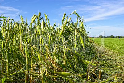 Maisfeld, Unwetterschaden in einem Feld