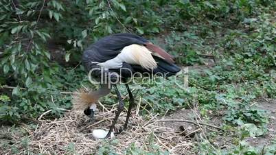 Crowned crane to sit on the nest (Balearica pavonina)