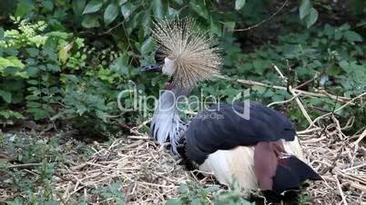 Crowned crane to sit on the nest (Balearica pavonina)