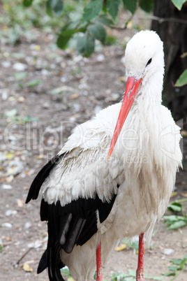 White stork standing on the grass (Ciconia ciconia)