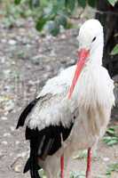 White stork standing on the grass (Ciconia ciconia)