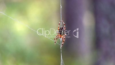 spider on web, close-up