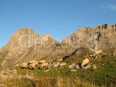 Sheep in the mountains of Switzerland