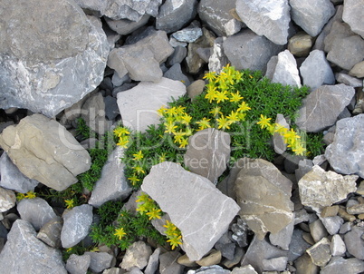 Yellow Saxifrage