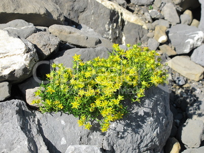 Yellow Saxifrage