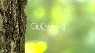 poplar trunk close-up