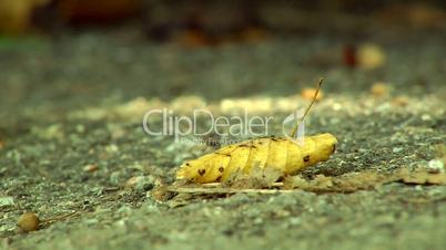 dry leaf close-up
