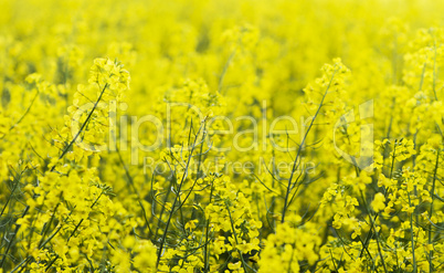 yellow colza with nice depth of field