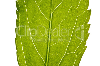 part of green leaf in close up