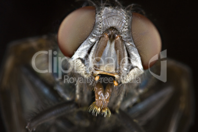 head of house fly in close up